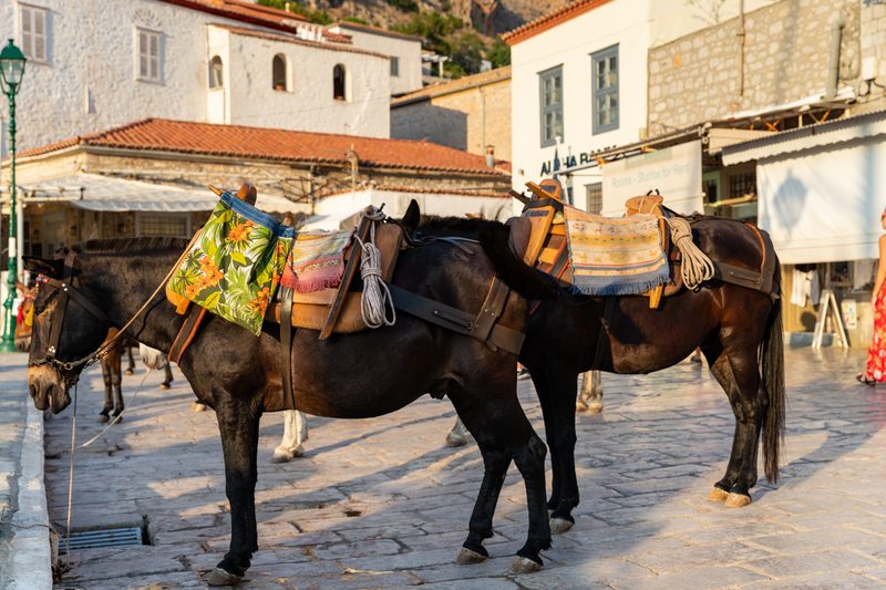 Donkeys waiting on a stone path on car-free Hydra island Greece used for transporting goods