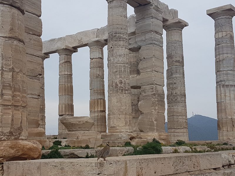 Weathered marble columns of the Temple of Poseidon on a quiet overcast day, with a wild partridge resting on the stone platform