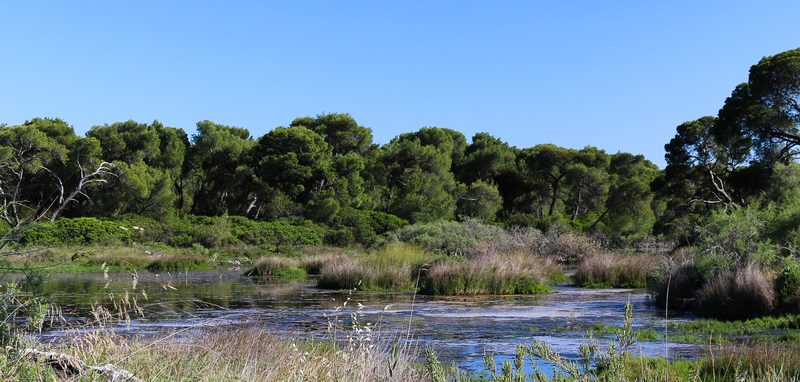 Panoramic view of Schinias National Park near Marathon, Greece, showing the pine-backed coastline and wetlands