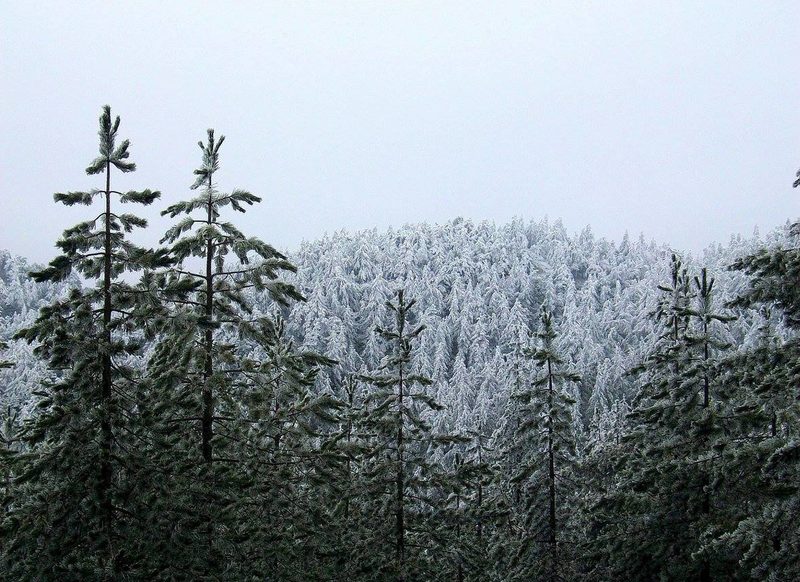 Dense coniferous forest of fir and pine trees on Mount Parnitha near Athens